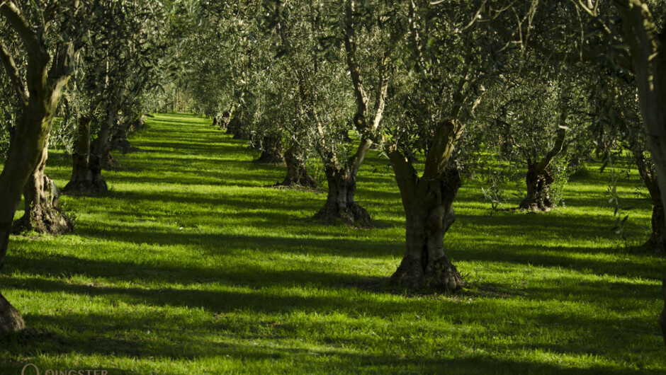 Olivo Olive Grove