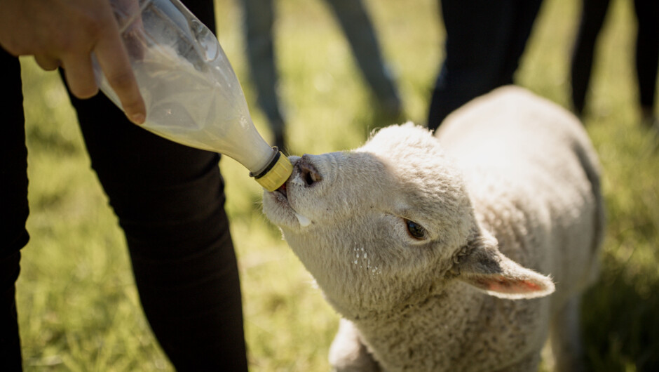 Feed the pet lambs.