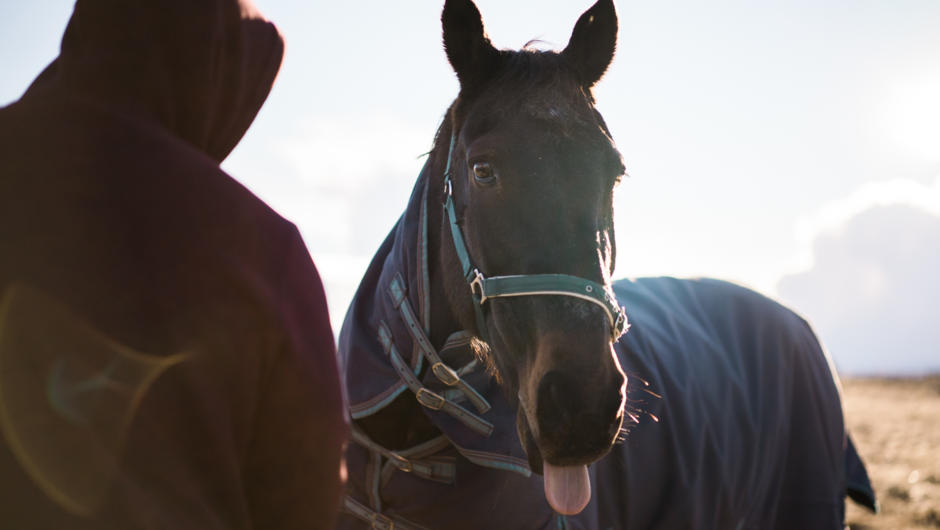 See our famous horses who recently starred in the Disney adaptation of Mulan