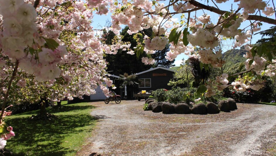 Cherry blossom season at Haurata High Country Retreat
