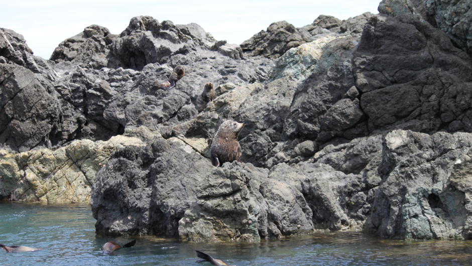 Seal colony on the road to Cape Palliser lighthouse