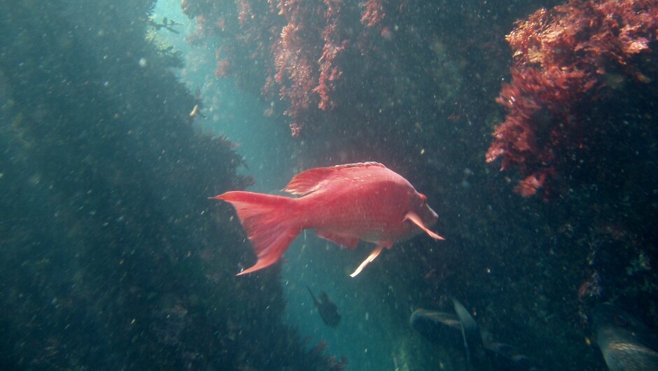 Beautiful snorkelling