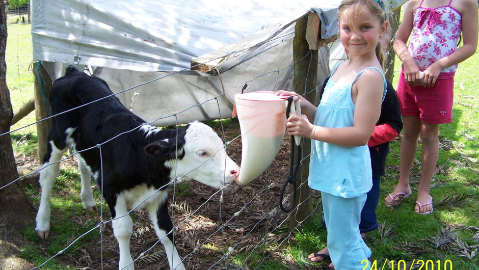 Bottle feeding a cute calf at Whiti Farm Park