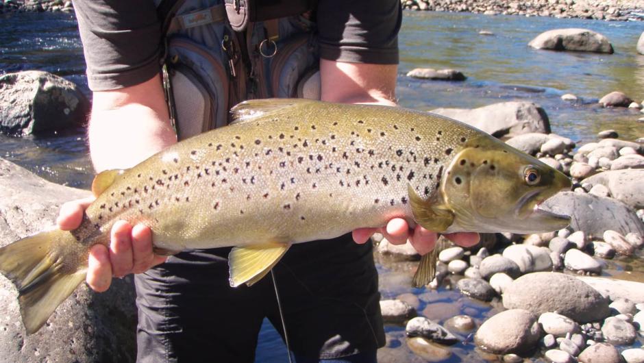 Back Country Brown Trout