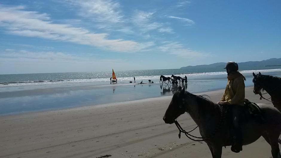 Horses sharing the beach