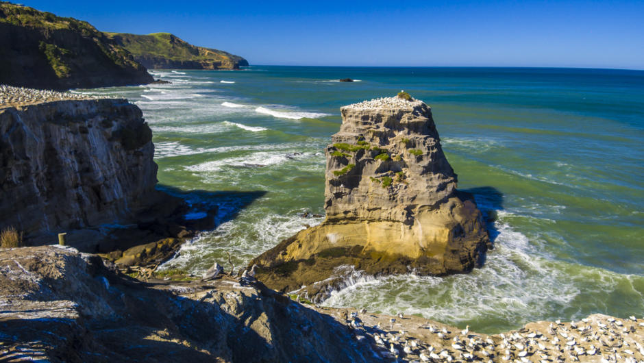 Gannet Colony at Muriwai Beach - Olie's Travels