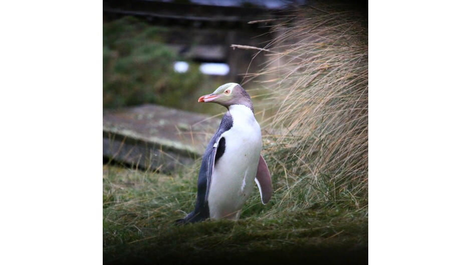 Yellow-eyed Penguin returns from daily foraging trip
