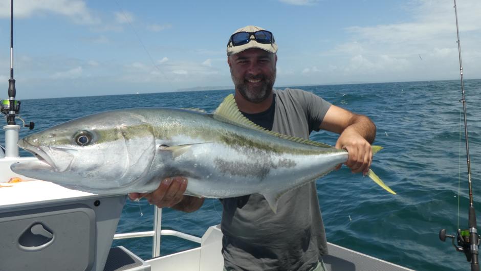Yellow tail kingfish, caught on a livebait