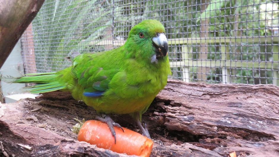 Antipodes Island parakeet - Otorohanga Kiwi House