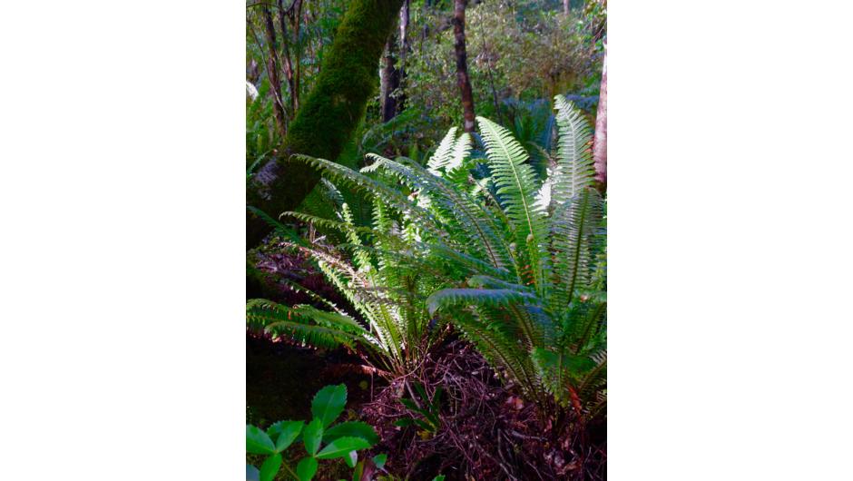 Ferns of Milford Sound, New Zealand