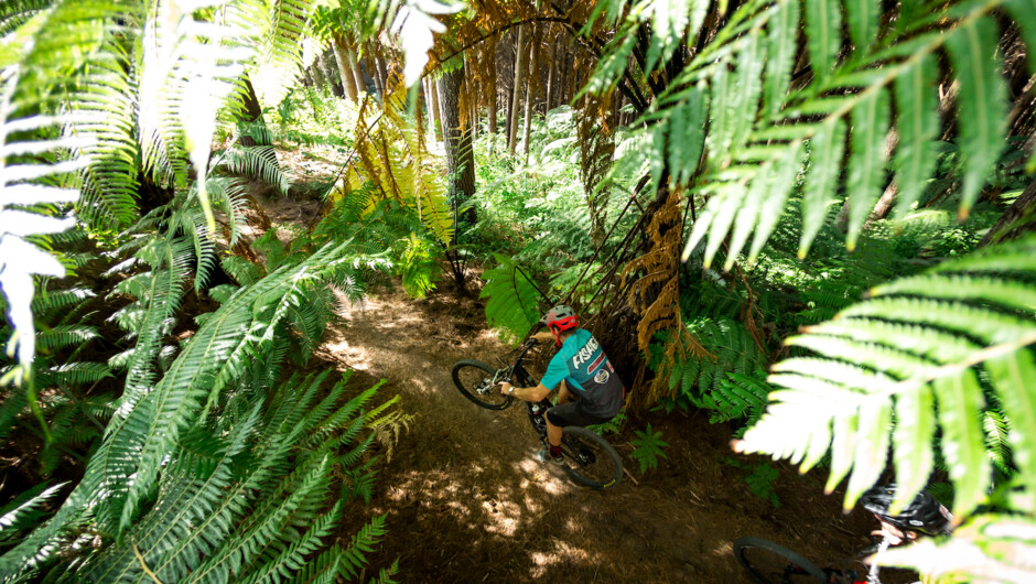 Through the NZ ferns on Budgie Smugglers trail