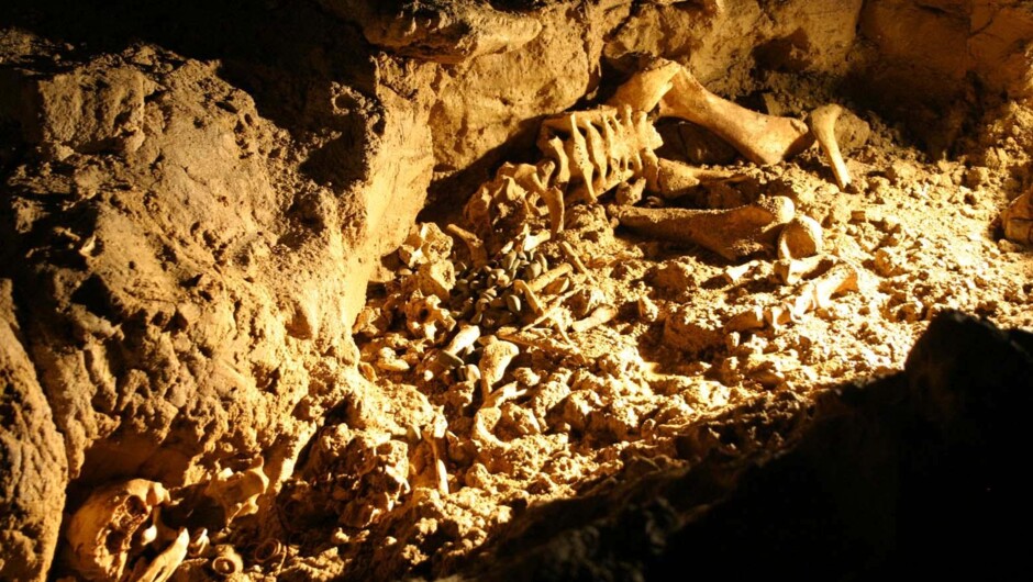 Ancient Moa bones