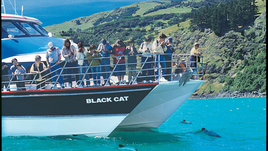 Viewing Hectors Dolphins from the Nature 
Cruise.イルカの見学中