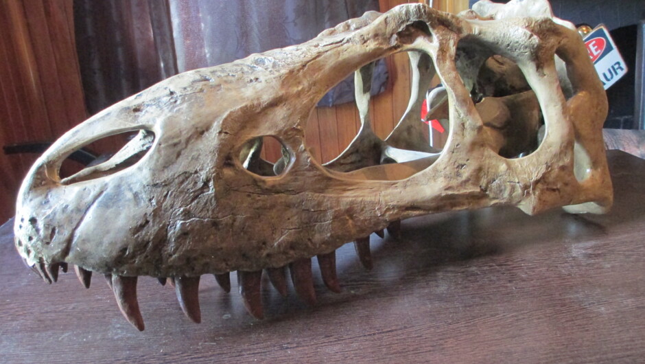 This is an Albertosaurus skull!