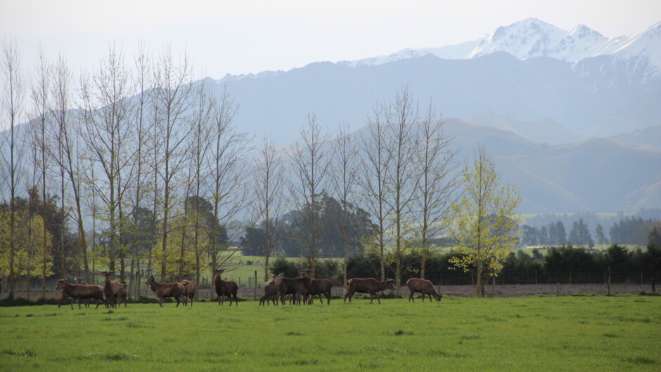 The majestic Four Peaks in Woodbury.