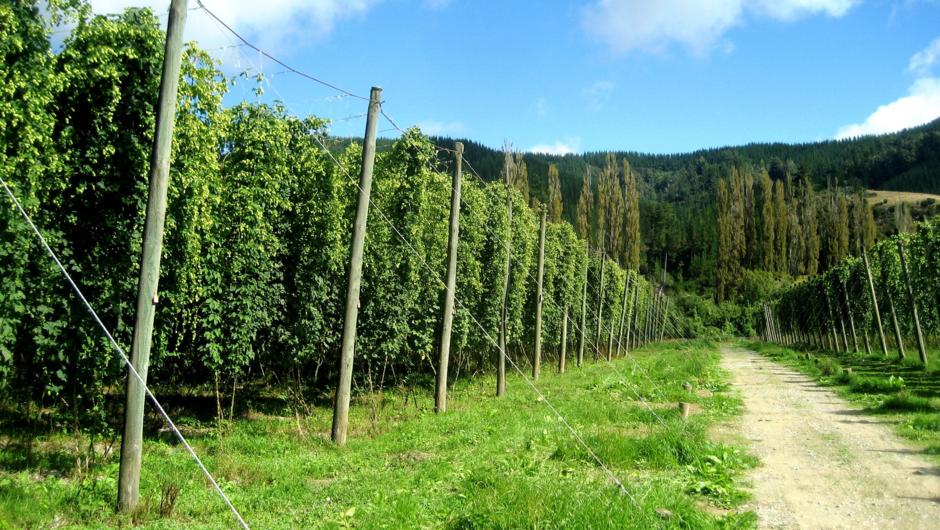 Did you know, hops are a weed? They add a lot of the flavour to beer. NZ hops are some of the most sought-after in the world.