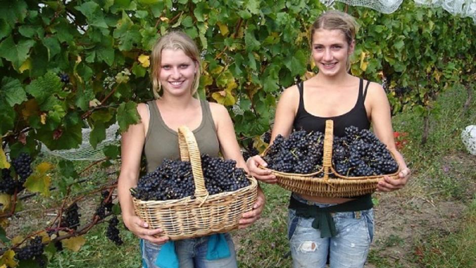 Picking grapes in Richmond Plains vineyard