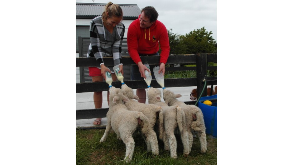 Guests feeding lambs