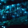 Glow Worms at nearby Waipu Caves
