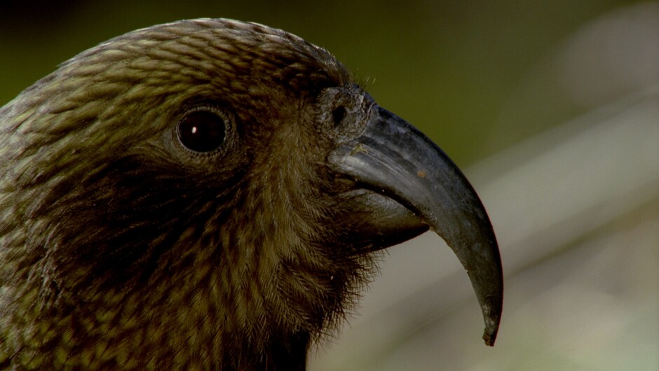 Kea (screenshot from Ata Whenua - Shadowland)