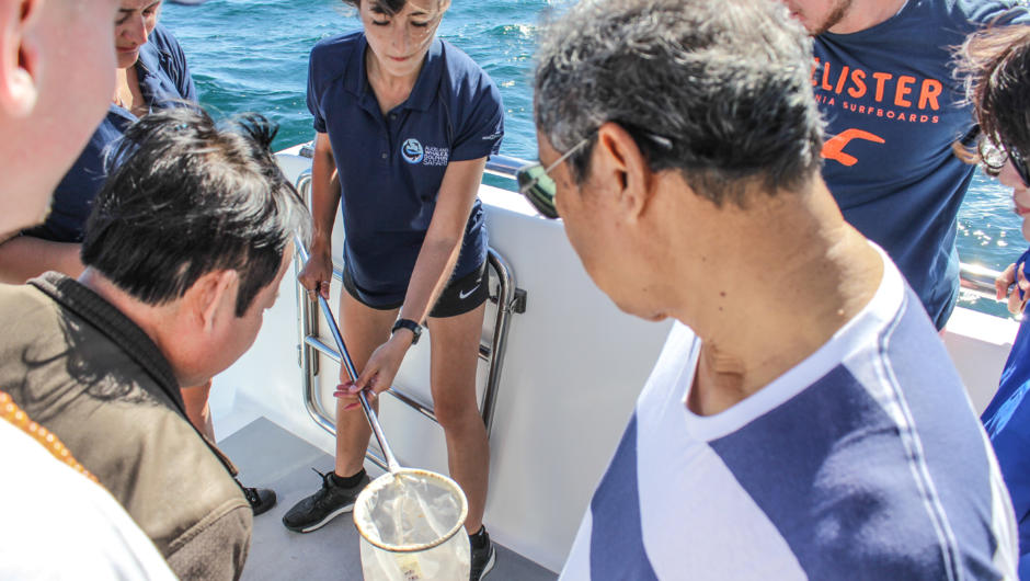 Be inspired by the research conducted alongside you and enjoy an expert education from our friendly crew. A percentage of your ticket price also funds research and conservation efforts in the area.
