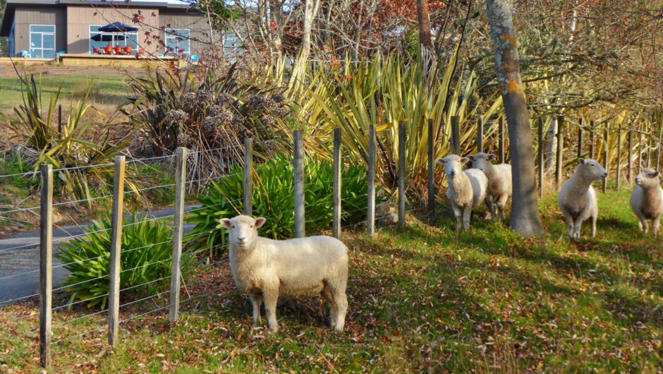 Copper Gate on 7 beautiful acres. Handfeedable sheep!