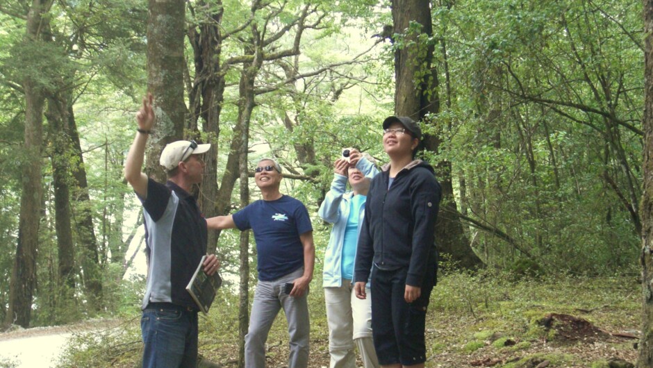 Clients in beech forest with local informative guide