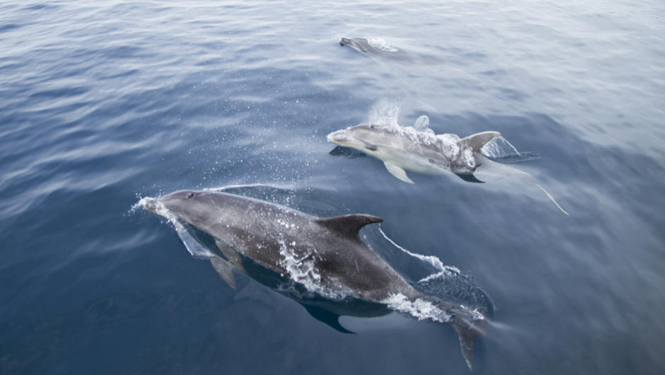 Dolphins sometimes seen while on cruises