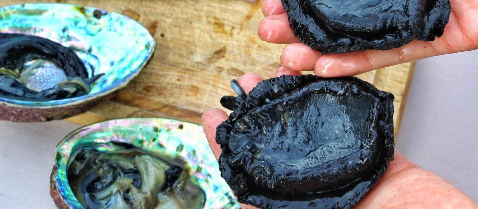 Paua/ abalone, our ocean delicacy.