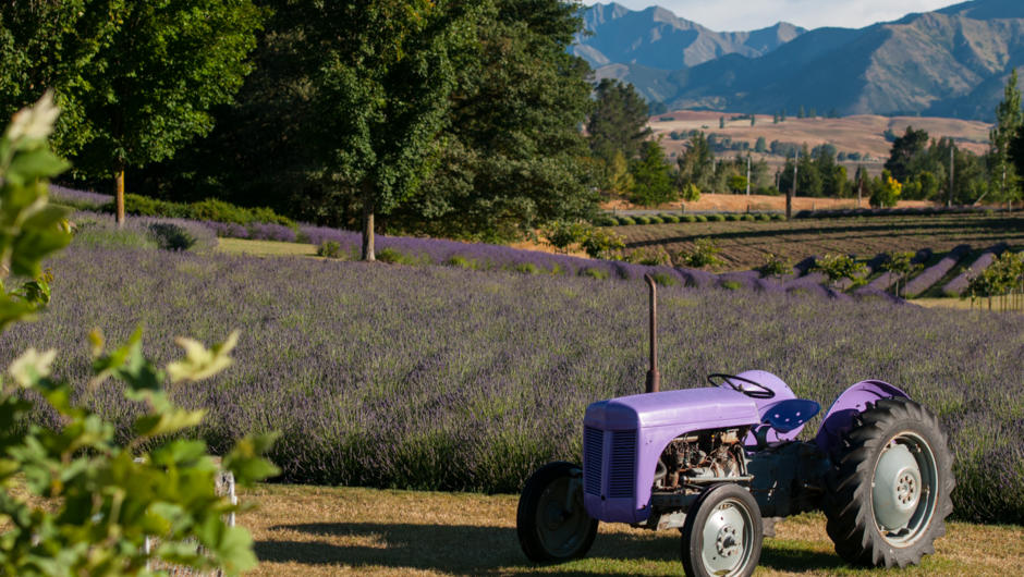 The Purple Tractor