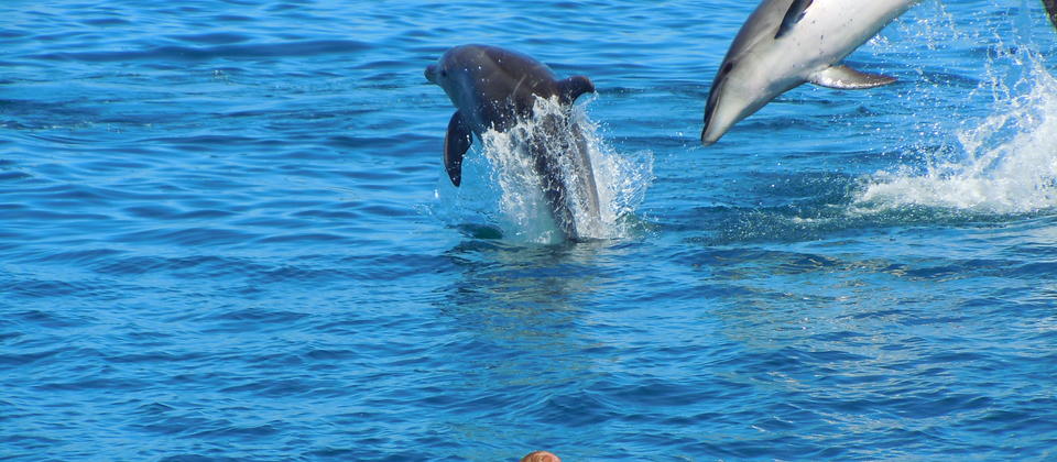Swimming with the Bay of Islands Wild Dolphins