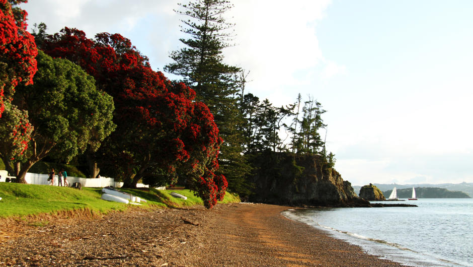 Pohutukawa trees in bloom on Russell beach