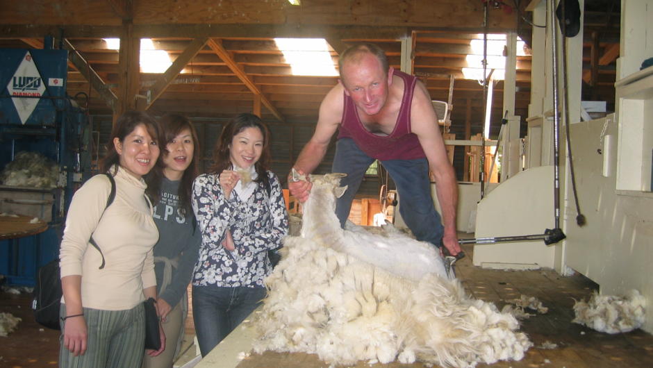 CanNZ Farm Tour Shearing Demonstration