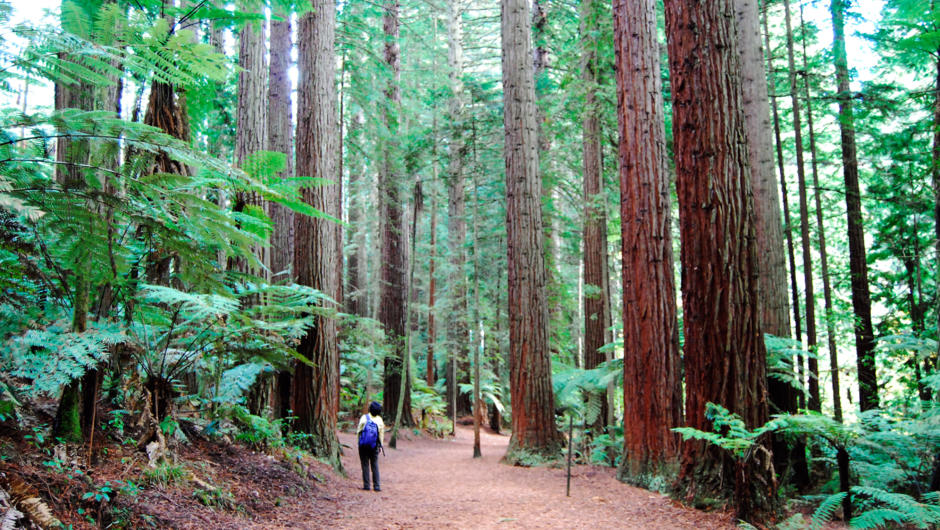 Rotorua Redwood Forest