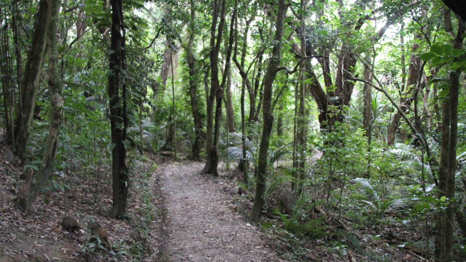 Kapiti Island walking track