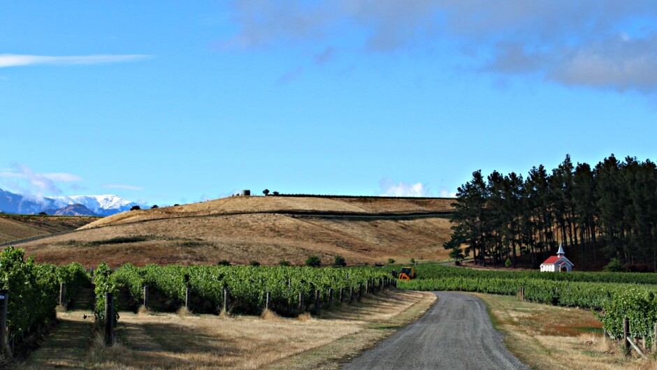 Summer at Clos Henri Vineyard