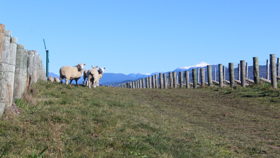 Sheep mowing the grass and feeding the soil with manure