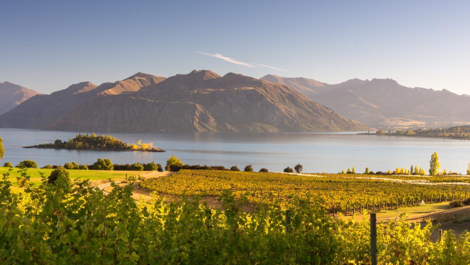 Wanaka vines on a Luxe Guides bespoke winery tour