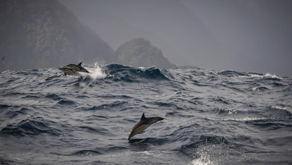 Sensational wildlife tours including dolphin spotting, Fiordland Coast