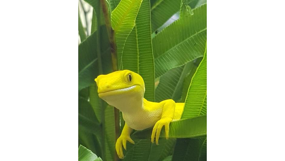 Green gecko (yellow morph) at Otorohanga Kiwi House
