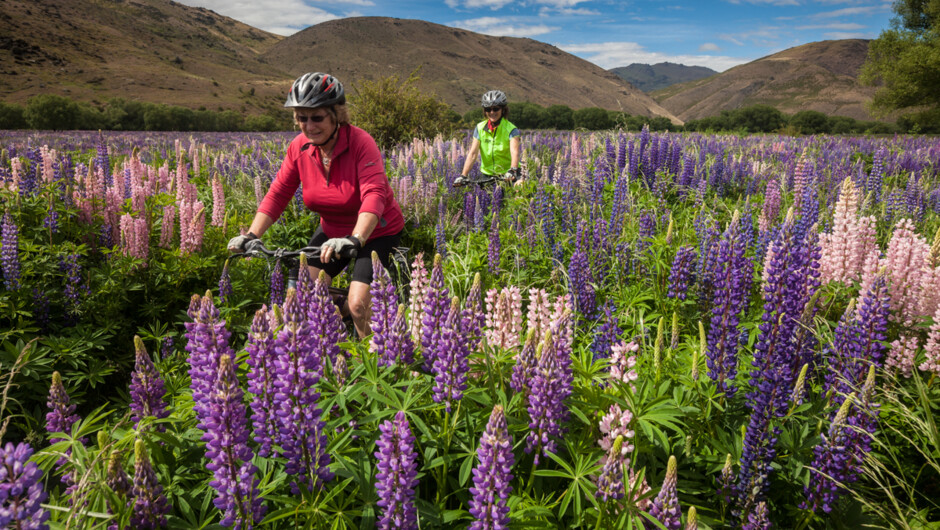 December and January are the perfect months to catch the lupins in flower on the Alps to Ocean Cycle Trail.