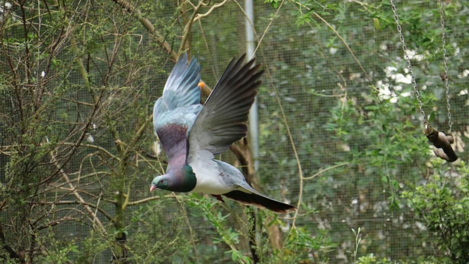 Native pigeon (kereru) at Otorohanga Kiwi House