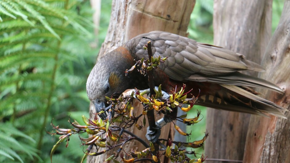 Kaka (forest parrot) at the Otorohanga Kiwi House