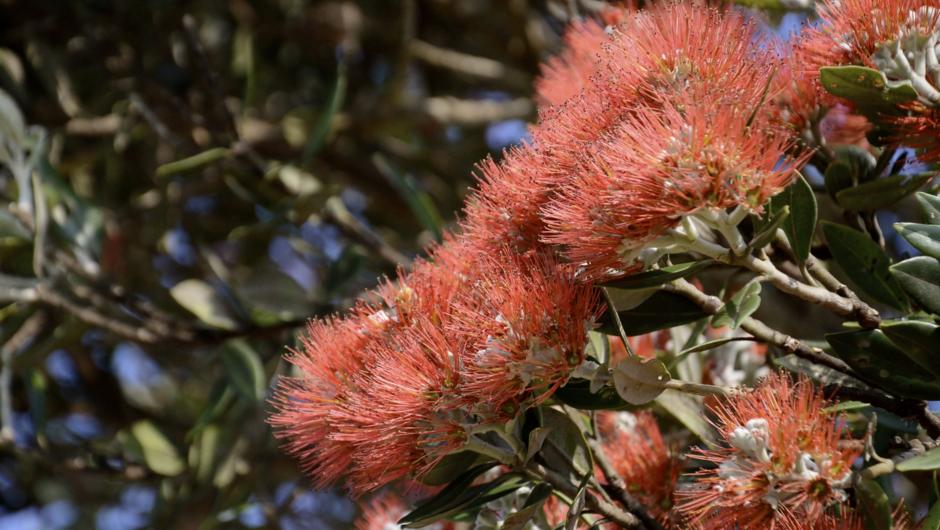 One of many Pohutukawa in flower