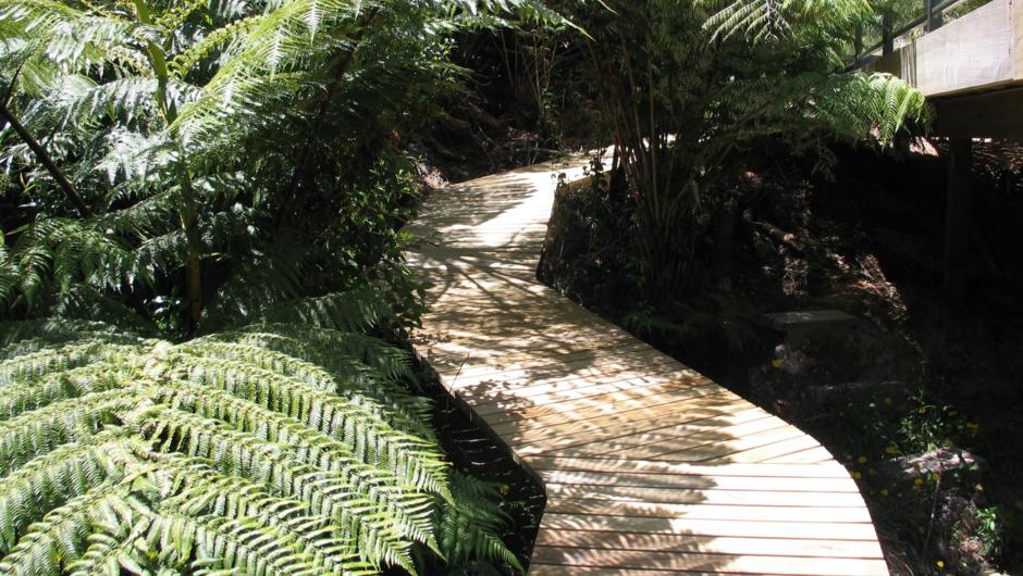 The walkway through the ferns to the deck