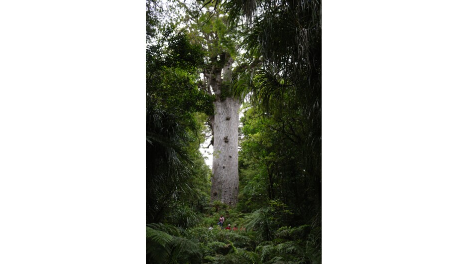 Tane Mahuta, New Zealand&#039;s largest living Kauri tree
