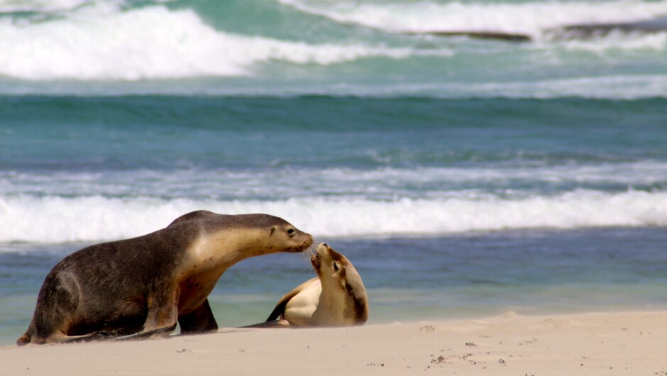 Sea lions playing on the beach in the Far North of the North Island