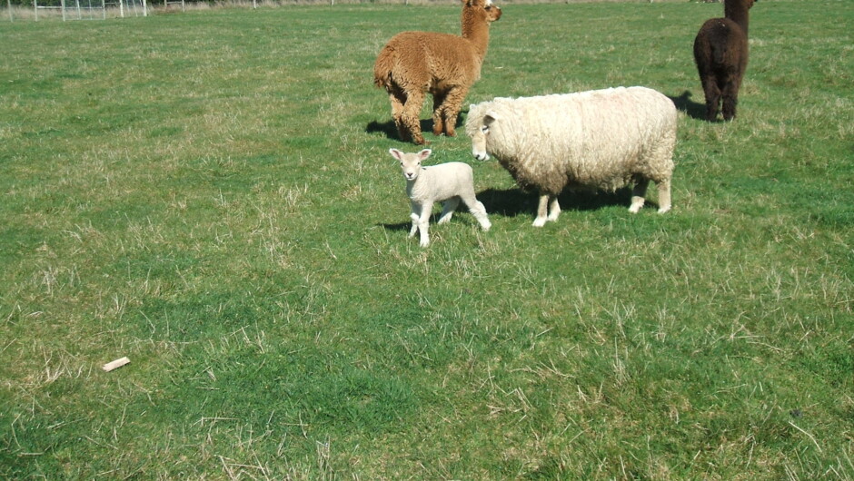 Ewe with lamb and alpacas