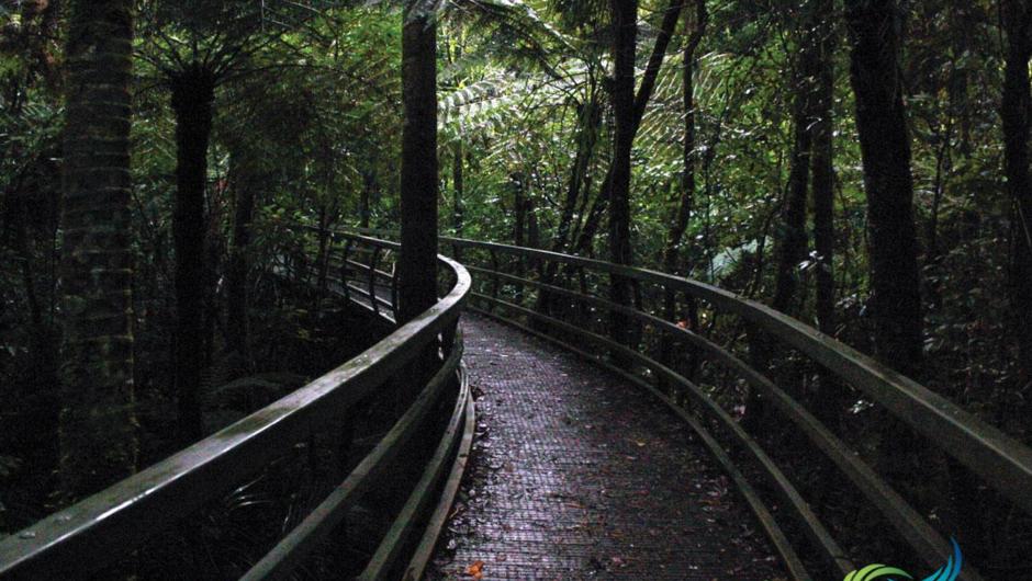 プケティ・カウリ森林公園
