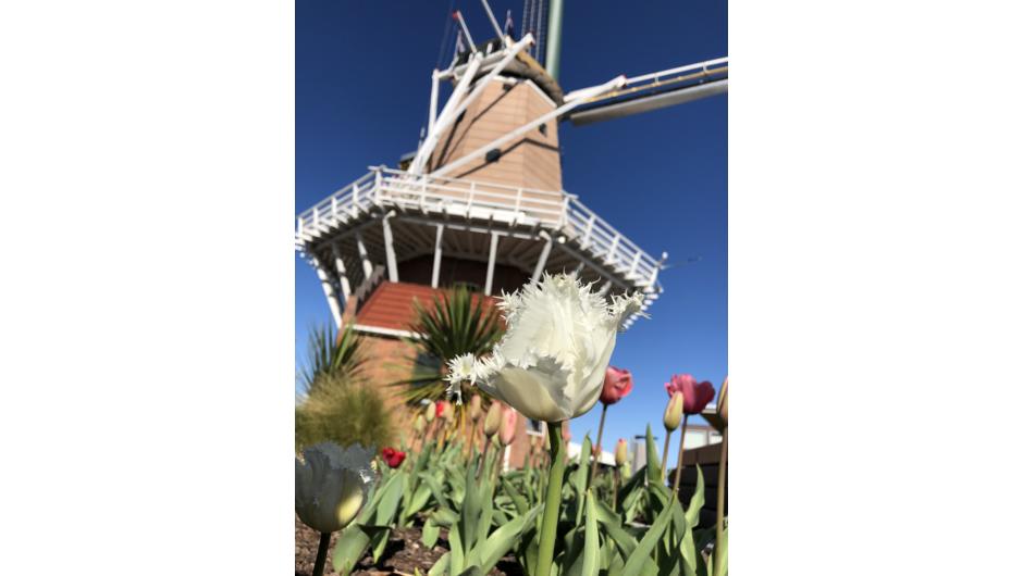 De Molen - A flour-grinding Dutch windmill. Built to a 17th century design (Stellingmolen). You can climb three levels up, to see and hear the blades in action, and walk on the outside balcony. In the Cultural Park